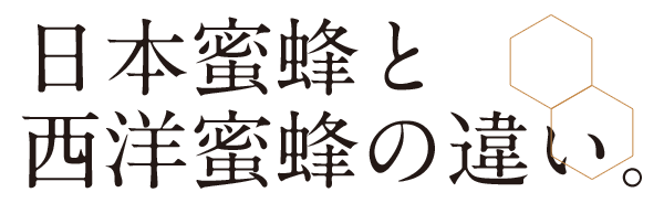 日本蜜蜂と西洋蜜蜂の違い。